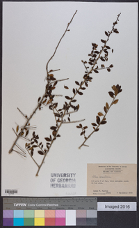 Ilex vomitoria image