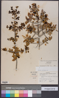 Ilex vomitoria image