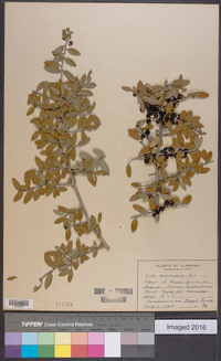 Ilex vomitoria image