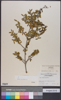 Ilex vomitoria image