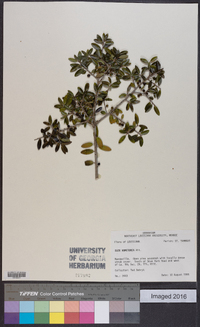 Ilex vomitoria image