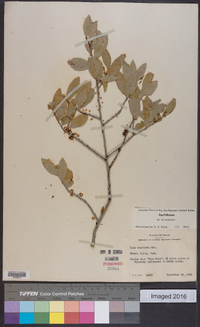 Ilex vomitoria image