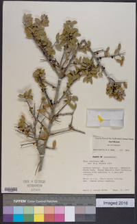 Ilex vomitoria image