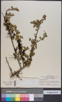 Ilex vomitoria image