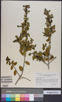 Ilex vomitoria image