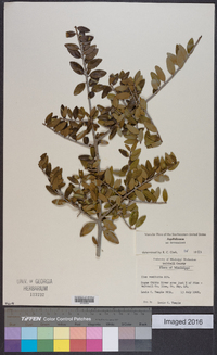 Ilex vomitoria image