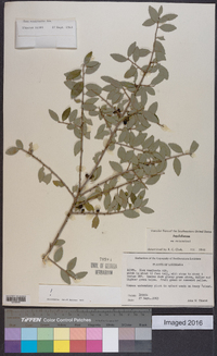 Ilex vomitoria image