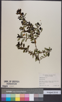 Ilex vomitoria image