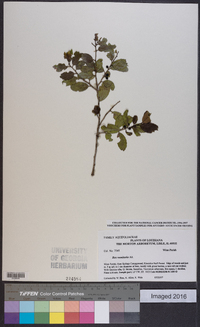 Ilex vomitoria image