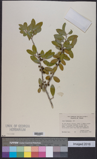 Ilex vomitoria image