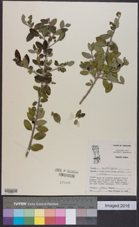 Ilex vomitoria image