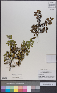 Ilex vomitoria image