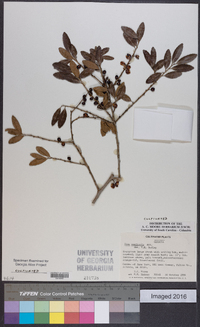 Ilex vomitoria image