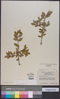 Ilex vomitoria image