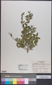 Ilex vomitoria image