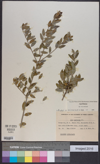 Ilex vomitoria image