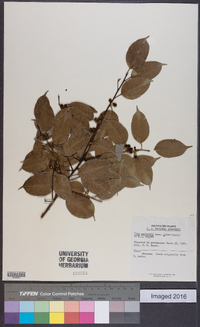 Ilex warburgii image