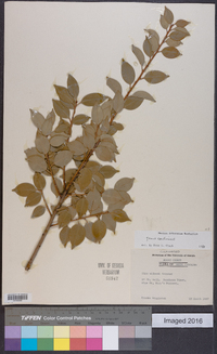 Ilex wilsonii image