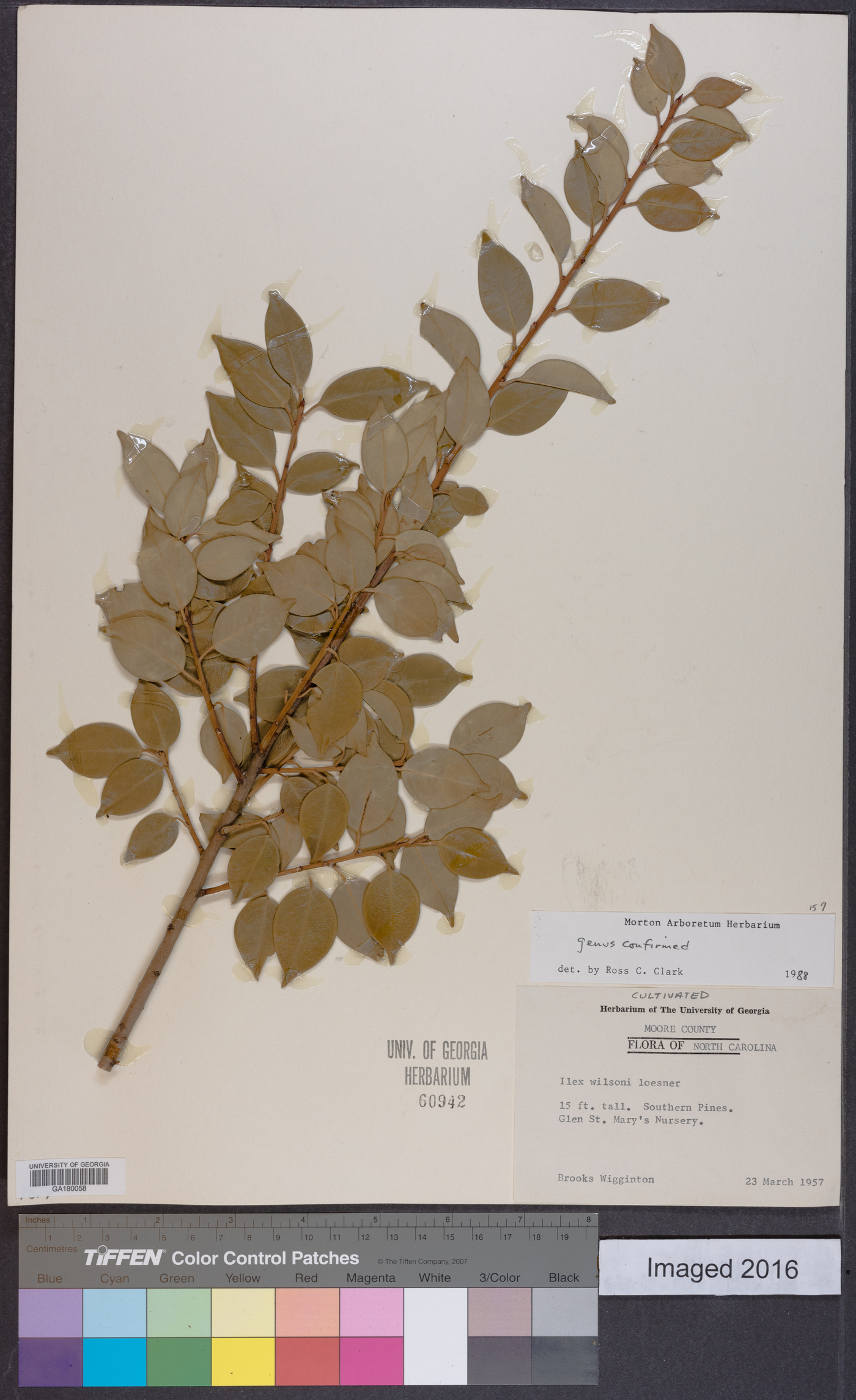 Ilex wilsonii image