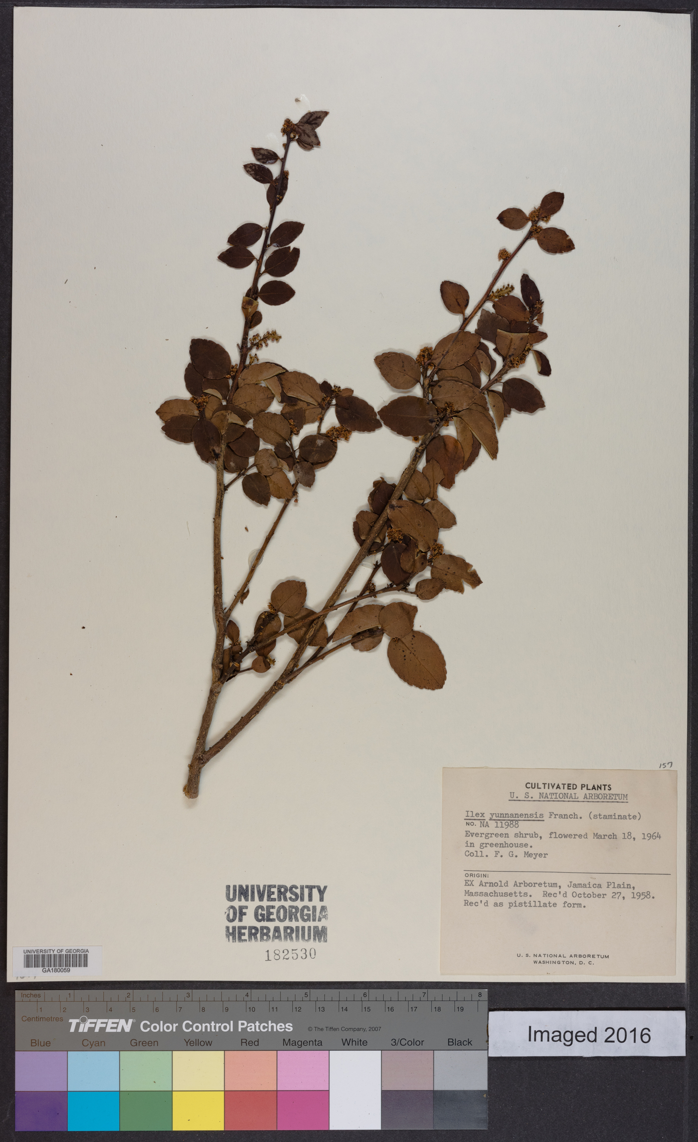 Ilex yunnanensis image