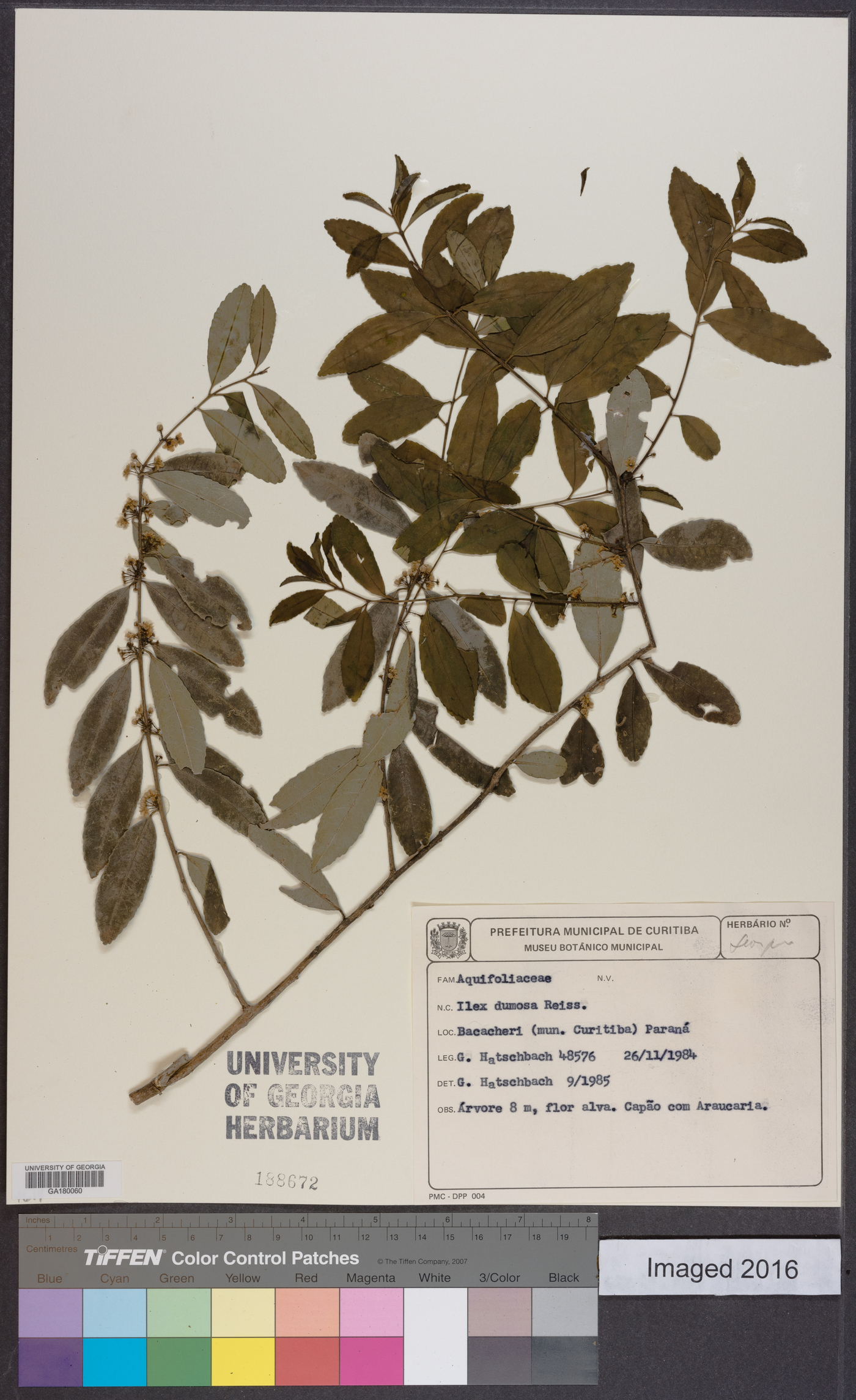 Ilex dumosa image