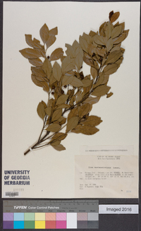 Ilex maximowicziana image