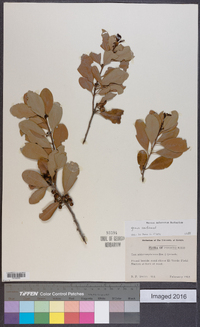 Ilex sideroxyloides image