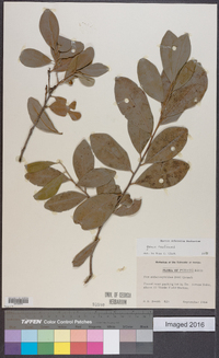 Ilex sideroxyloides image