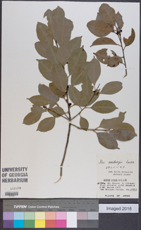 Ilex warburgii image