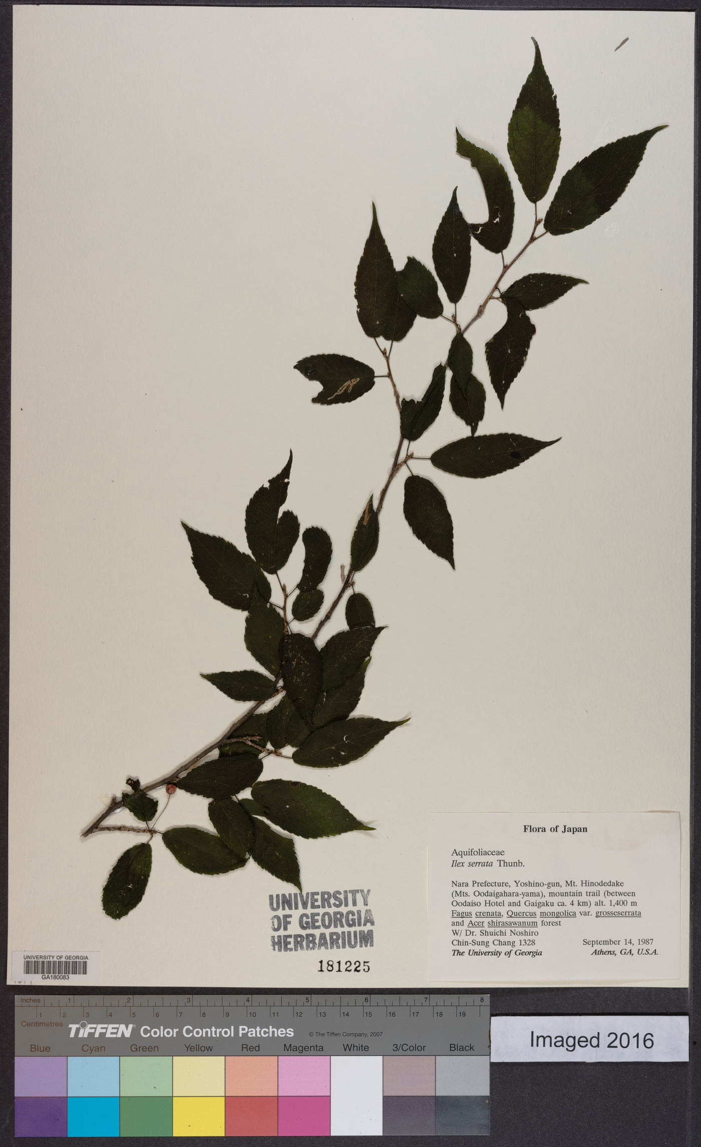 Ilex serrata image