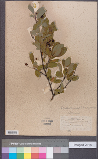 Ilex mucronata image