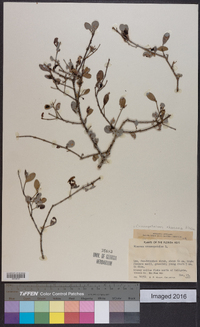 Crossopetalum rhacoma image