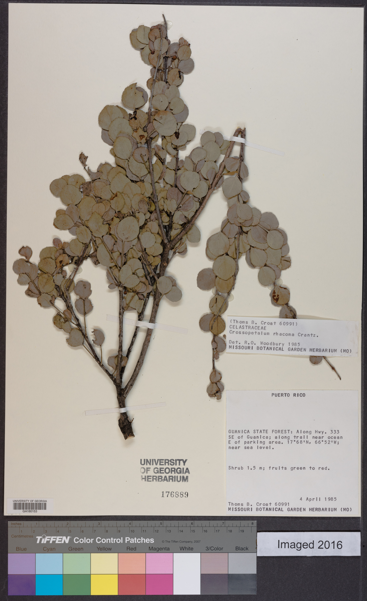 Crossopetalum rhacoma image