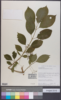 Euonymus atropurpureus image