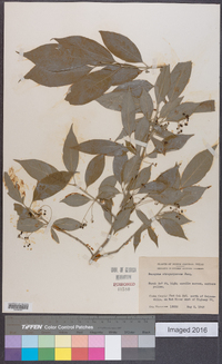 Euonymus atropurpureus image