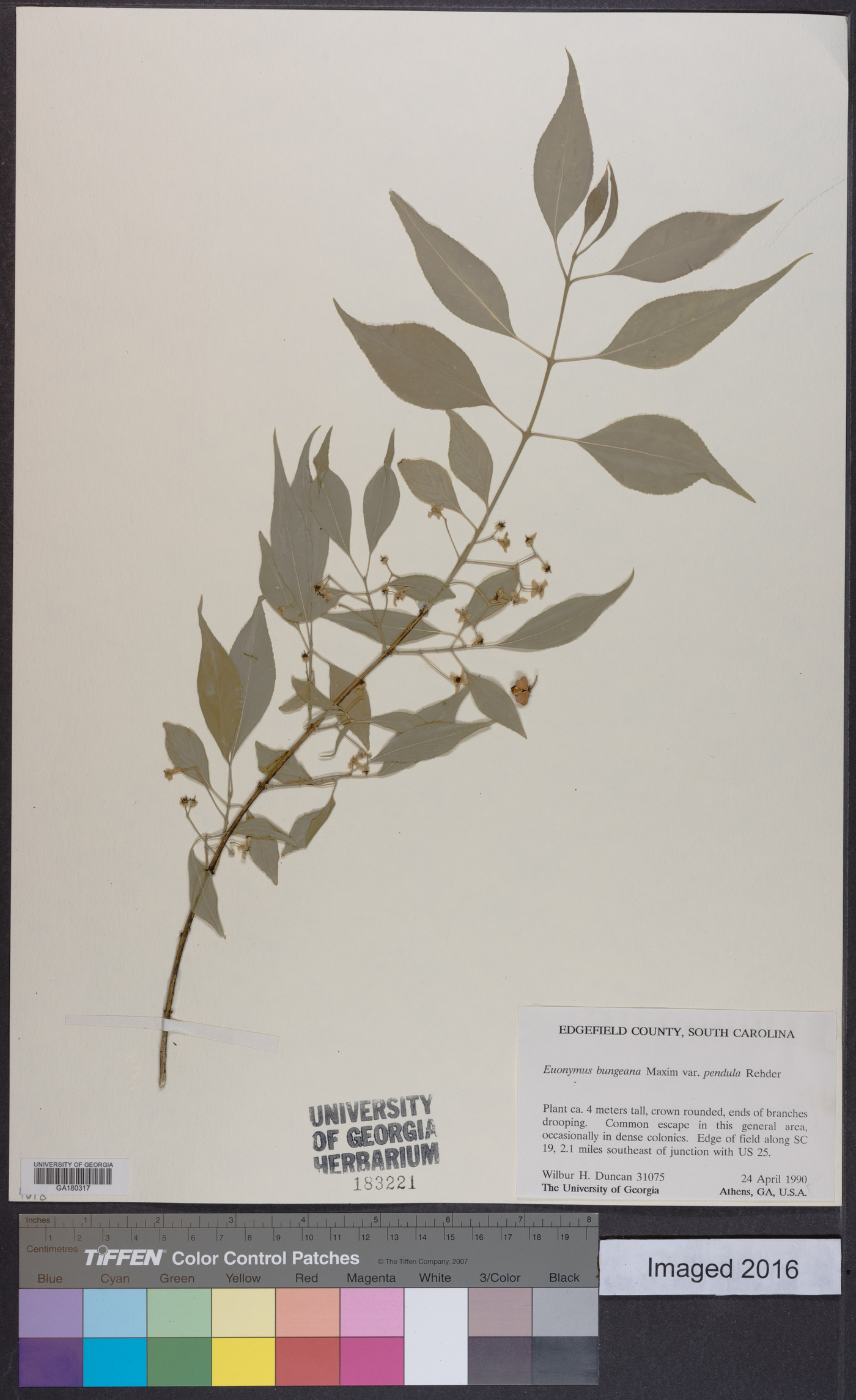 Euonymus bungeanum image