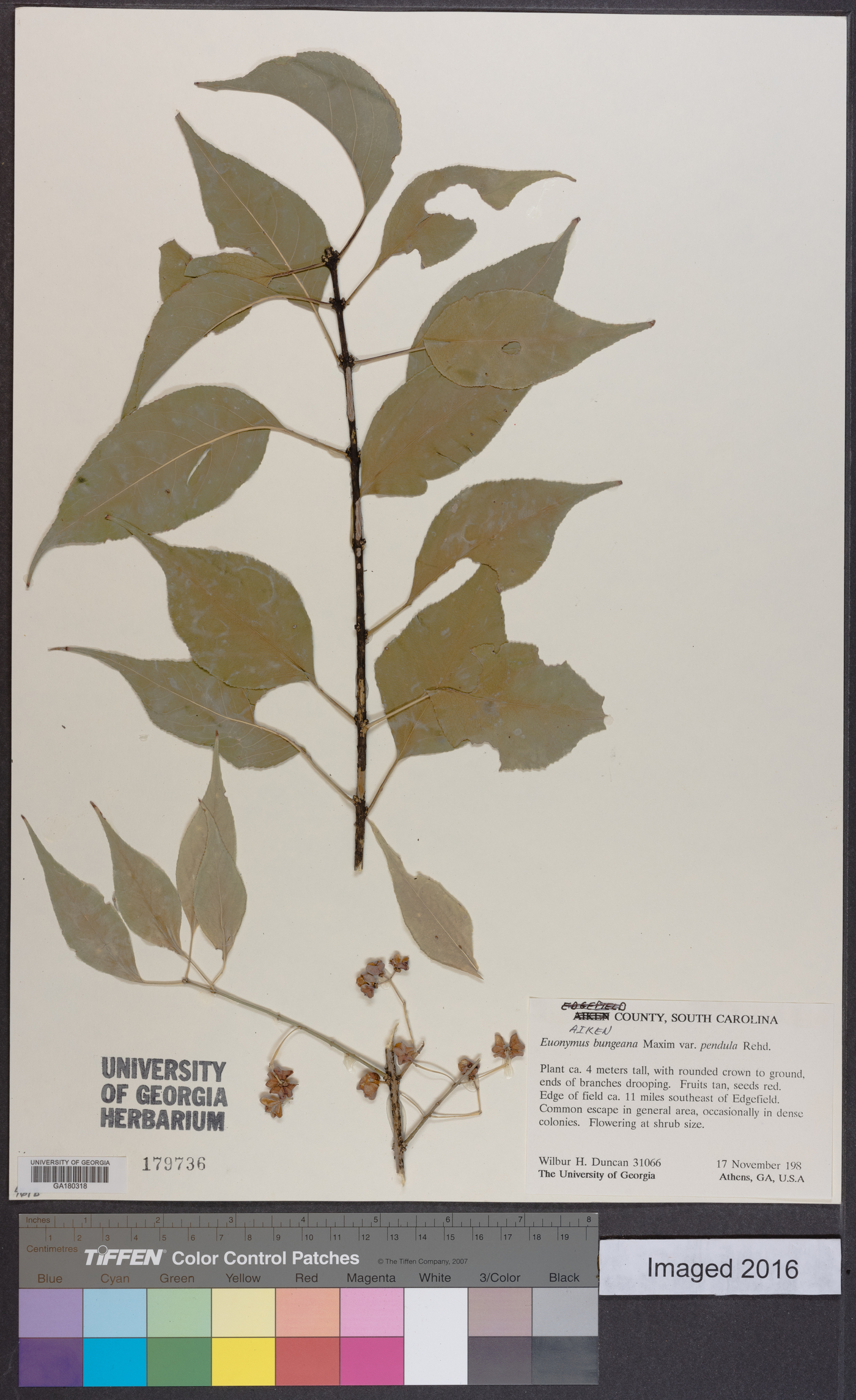 Euonymus bungeanum image