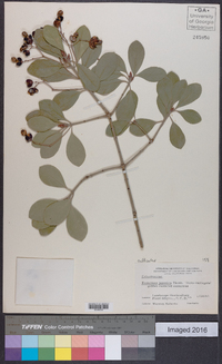 Euonymus japonicus image