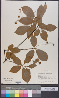 Euonymus sachalinensis image
