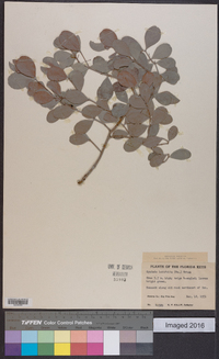 Gyminda latifolia image