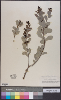 Maytenus phyllanthoides image