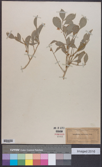 Schaefferia frutescens image