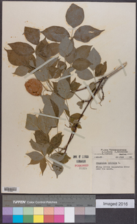 Staphylea trifolia image