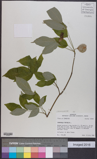 Staphylea trifolia image