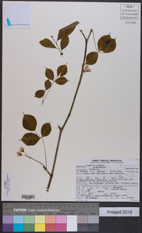 Staphylea trifolia image