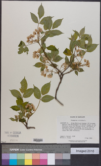 Staphylea trifolia image