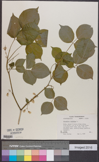 Staphylea trifolia image