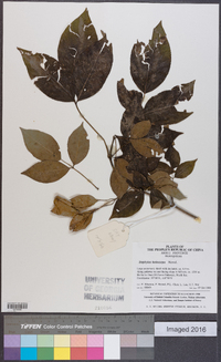 Staphylea holocarpa image