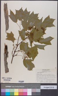 Acer buergerianum image