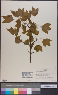 Acer buergerianum image